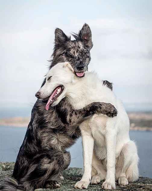 У собак Бэмби и Бирча есть собственная страница в Instagram. На публикуемых там фотографиях неразлучные друзья резвятся на фоне живописных пейзажей Ньюфаундленда — скалистого острова у побережья Канады. «Порой все, что нужно, — это объятия друга», — подписал автор этот снимок.