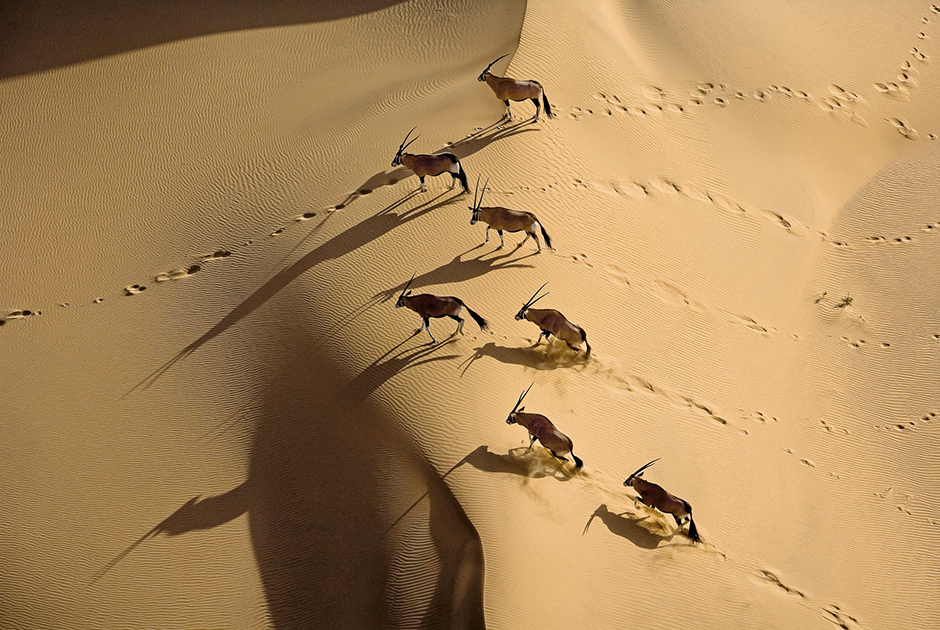 Стадо африканских антилоп орикс, или сернобыков, пересекает пустыню в поисках засохших трав — единственного источника воды и пищи. 