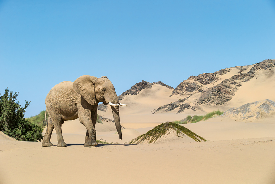 По словам Полицы, слоны, обитающие в Намибии, — настоящие мастера выживания, так как найти пресную воду в пустыне практически невозможно.