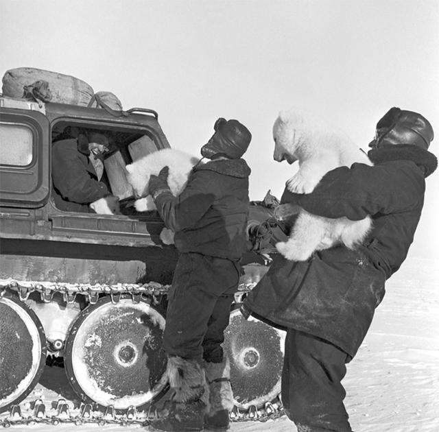 Полярники сажают медвежат в вездеход, для последующей отправки в Арктику, 1967 год
