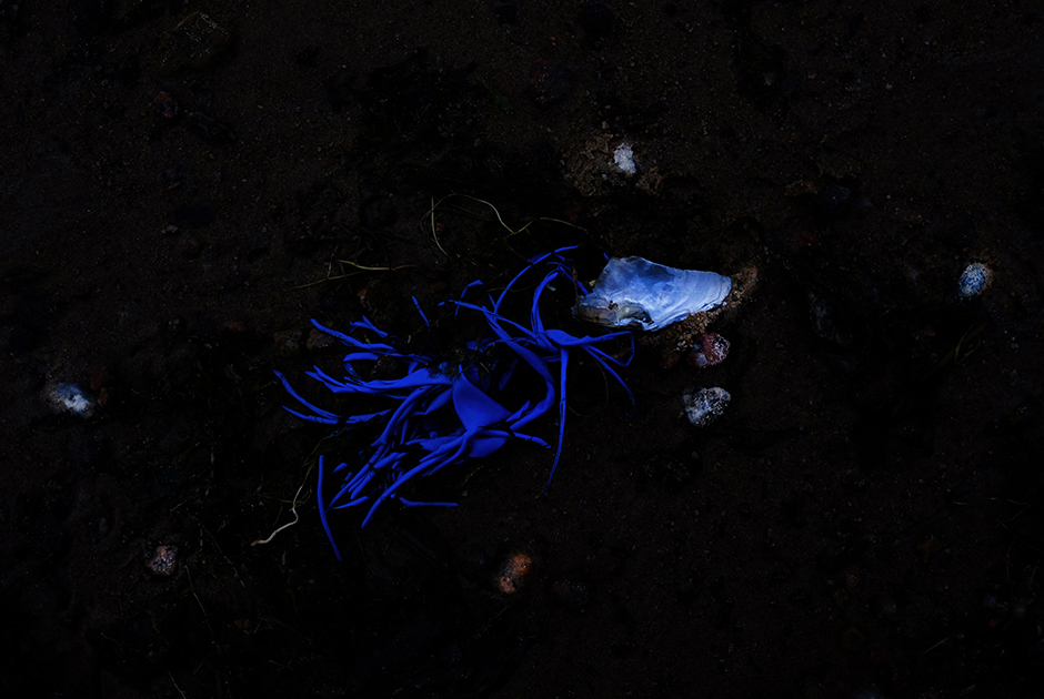 «Основа мусора, обнаруженного мной на берегу залива — полиэтилен и пластик»