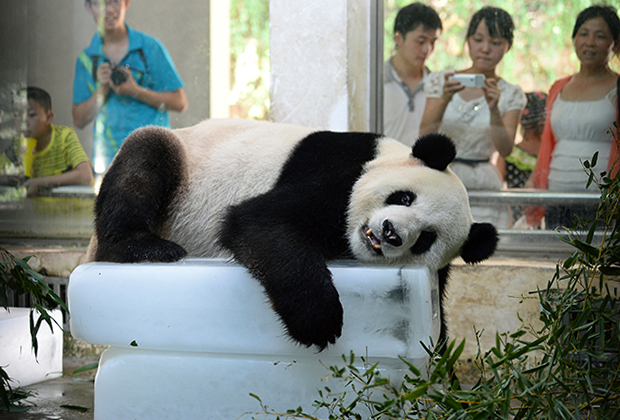 Панда в зоопарке города Ухань