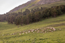 Из поколения в поколение сильдинцы пасут скот: коз, коров, овец