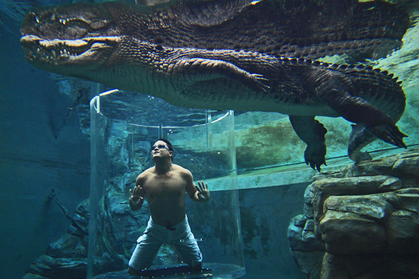 Crocosaurus Cove Pool