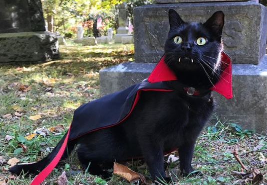 Черный кот с вампирскими клыками стал звездой сети: Звери: Из жизни:  Lenta.ru