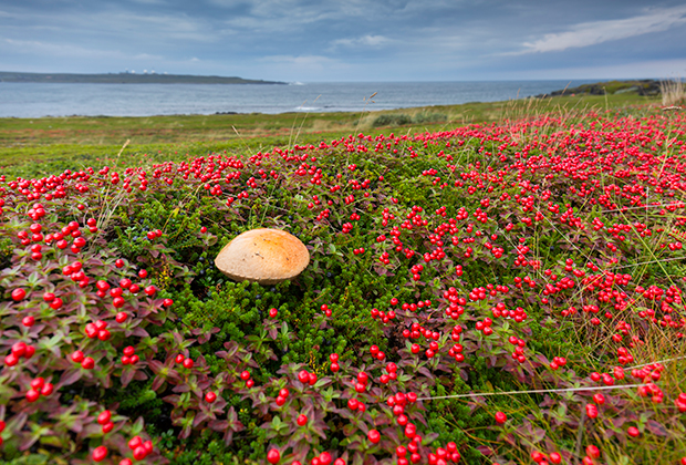 Сентябрь на Кольском полуострове — сезон грибов и ягод, когда тундра окрашивается в яркие краски. На каждой остановке нашей колонны мы лакомились морошкой, клюквой и черникой. 