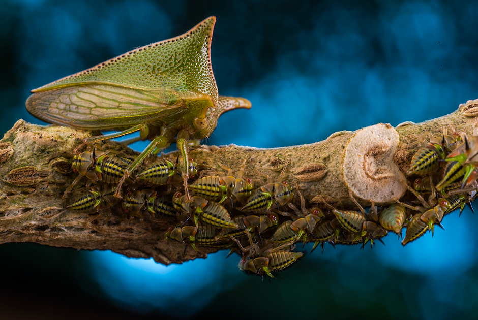 Фотограф Хавье Анзар Гонзалес снял горбатку — насекомое, родственное цикадам. Она охраняет своих личинок, которые вывелись из яиц, отложенных на обратной стороне листа паслена.