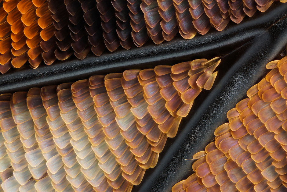Чешуйки на крыле императорской бабочки Charaxes sp.
Иссакуа, штат Вашингтон (США).