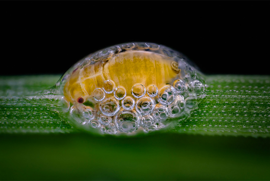 Нимфа цикадового насекомого внутри вырабатываемой им пены, третье место. Нейпервилл, штат Иллинойс (США).

