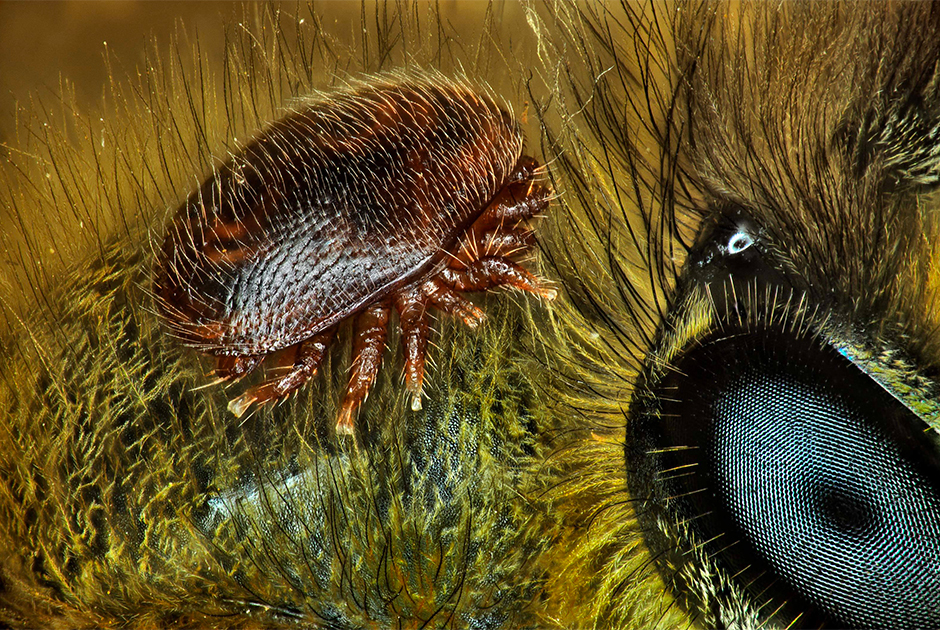 Клещ Varroa destructor на медоносной пчеле Apis mellifera. Остров Реюньон, Франция .