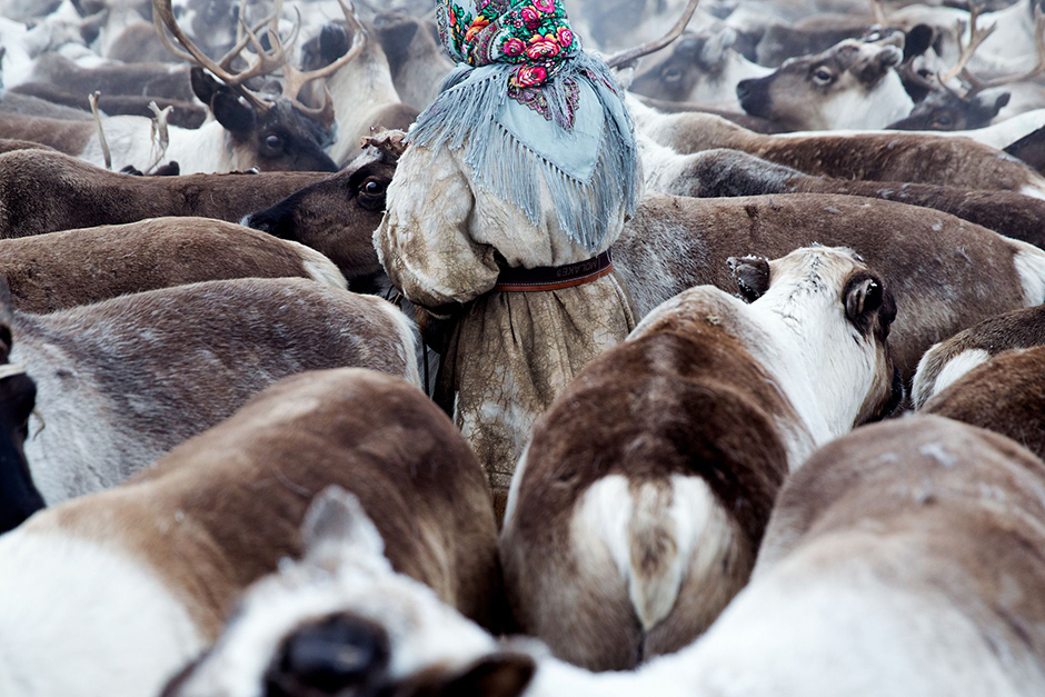 Одед Вагенштейн запечатлел молодую девушку — жительницу Ямала, которая собрала вокруг себя оленей перед их миграцией. Чтобы добраться до нужного места, фотографу потребовался перелет, шестидесятичасовая поездка на поезде из Москвы и семичасовая переправа через замерзшую реку.




По словам автора снимка, в отдаленном поселке Яр-Сале на севере Сибири живет группа пожилых женщин. Когда-то они были частью кочевой общины оленеводов. Однако в старости они проводят большую часть своих дней в уединении, изолированные от остального мира. И хотя мужчины обычно предлагают им оставаться в общине, женщины часто остаются в старости в одиночестве.