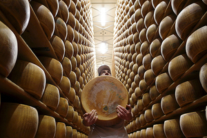 Сыровато Россия накормит костромским сыром весь мир. Он еще не знает, что его ждет