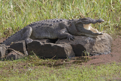 Соседи с палкой спасли женщину от четырехметрового крокодила