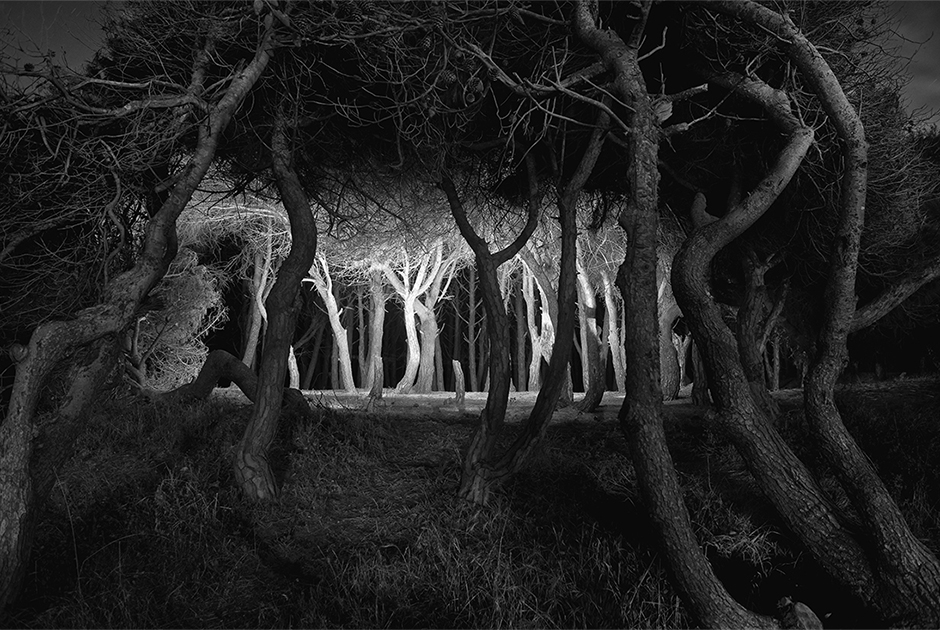 Итальянский фотограф Лелло Данна снял ночной сосновый лес, подсвеченный фонарями. 