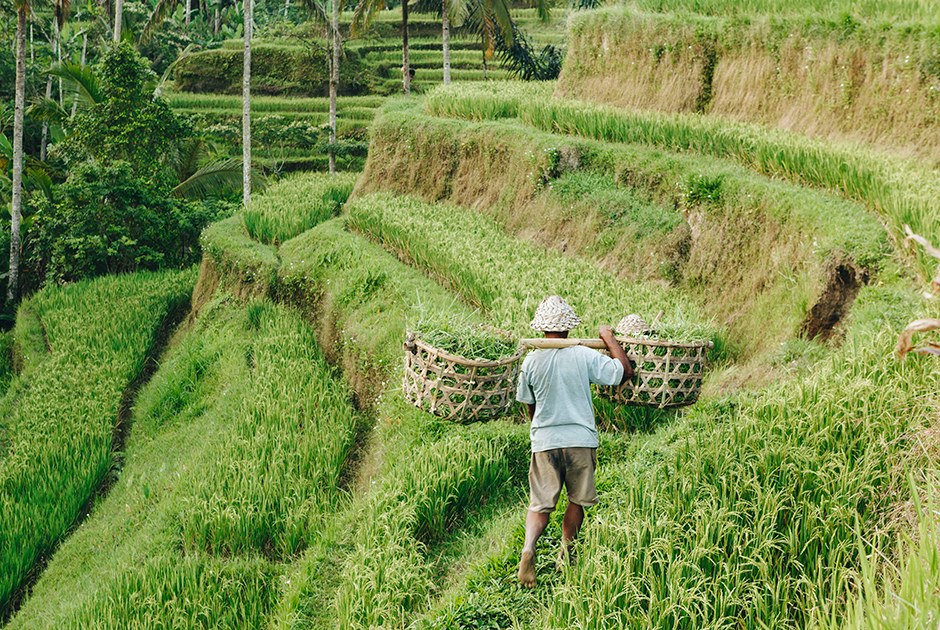 Рисовые плантации в Бедугуле 