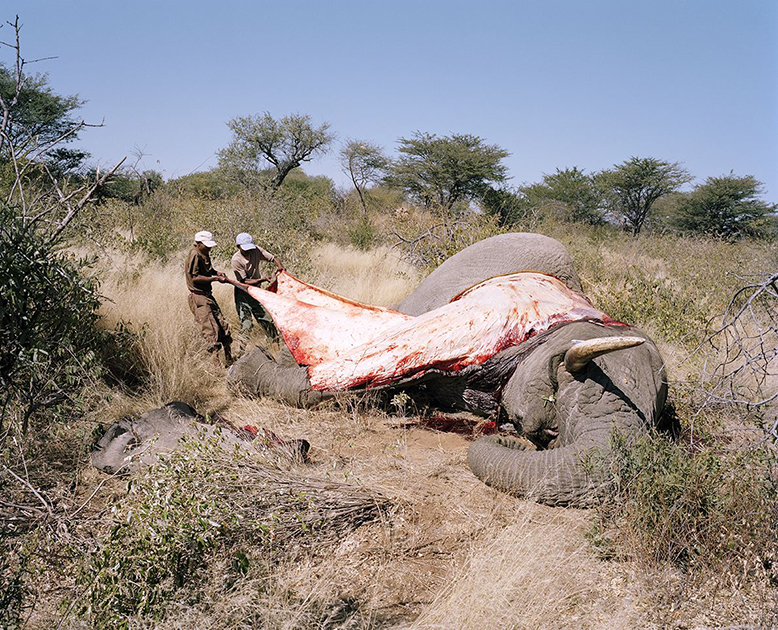Охотнику помогают снимать кожу с убитого в Намибии слона. Помимо кожи, он заберет с собой бивни и другие ценные части животного. Намибия ограничивает трофейную охоту на слонов пятью особями в год (речь идет о легальной охоте, без учета многочисленных браконьеров). За то, чтобы поохотиться в Намибии официально, охотники платят деньги. Часть из них идет на проекты по сохранению и защите дикой природы.


Британский фотограф Дэвид Канцлер обращает внимание на парадокс: убивающие животных люди считают себя натуралистами и защитниками природы, поскольку взимаемые с них сборы направляются на защиту живой природы. «Любой человек в США, чей морозильник до краев заполнен олениной, скорее всего, скажет вам, что добыть себе ужин в дикой природе более гуманно, чем покупка пластмассового мяса из промышленно выращенного домашнего скота», — уверен фотограф.
