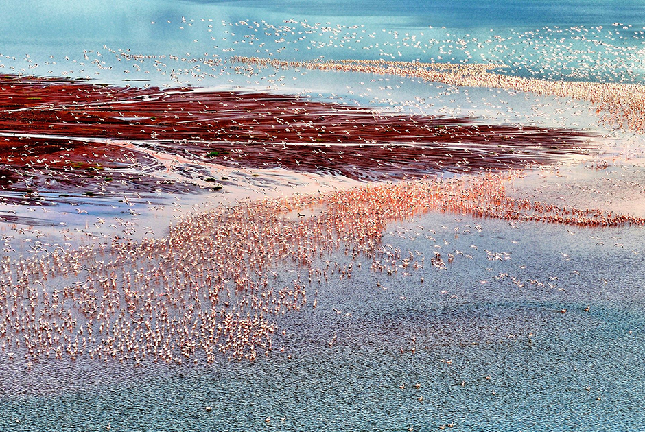 Соленое озеро Борогия в Кении — настоящее царство фламинго. Здесь обитает одна из крупнейших в мире популяций малого фламинго: их число может достигать двух миллионов особей. Итальянский фотограф и путешественник Франко Каппеллари назвал свою работу «Миллион фламинго», хотя на самом деле за нескончаемым розовым потоком скрываются еще более ста других видов птиц, но их не видно. 