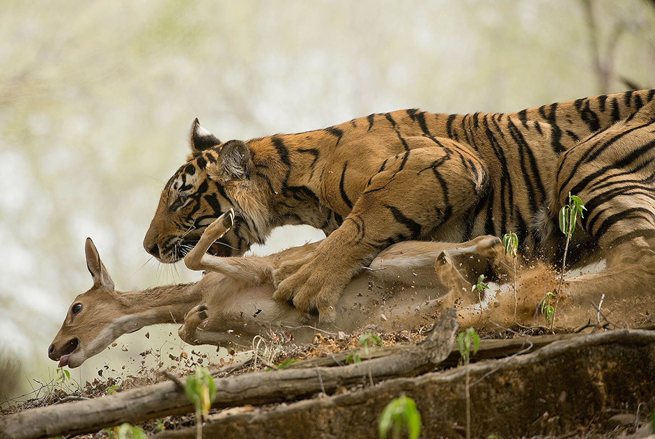 Молодой и неопытный тигренок пытается охотиться на пятнистого оленя в индийском Национальном парке Рантамбор. Но олень оказался слишком большим и матерым для начинающего охотника. Фотограф запечатлел момент, когда маленький тигр изо всех сил пытается не дать добыче ускользнуть.