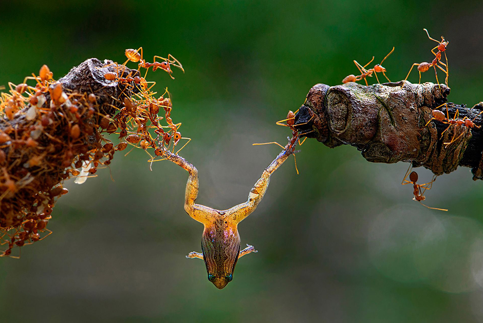 Сплоченные муравьи пытаются одолеть лягушку. Совместная работа — это сила, с помощью которой можно достичь замечательных результатов, отмечает автор снимка.