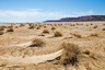 Часть Аралкума представляет собой песчаную пустыню с редким кустарником и перекати-полем. 