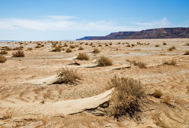 Часть Аралкума представляет собой песчаную пустыню с редким кустарником и перекати-полем. 