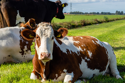 Коровий навоз поставил под угрозу авиасообщение в Эстонии