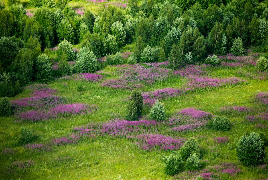 Заросли иван-чая показывают места бывших поселений. Тверская область.
Скорее всего, на месте цветущих растений раньше была деревня. 
