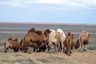 В западной части Казахстана встречается много верблюдов. Большинство из них — двугорбые бактрианы коричневого и белого цветов. 