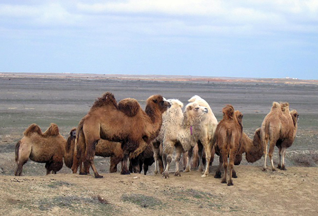 В западной части Казахстана встречается много верблюдов. Большинство из них — двугорбые бактрианы коричневого и белого цветов. 