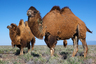 Значительное число верблюдов в казахстанской степи — довольно тощие и облезлые.