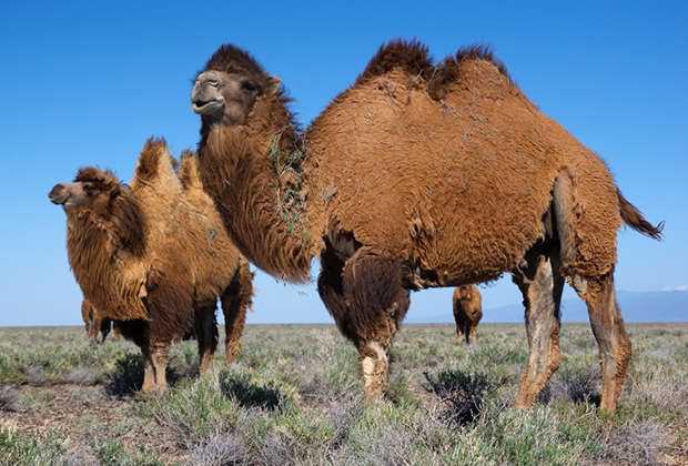 Значительное число верблюдов в казахстанской степи — довольно тощие и облезлые.