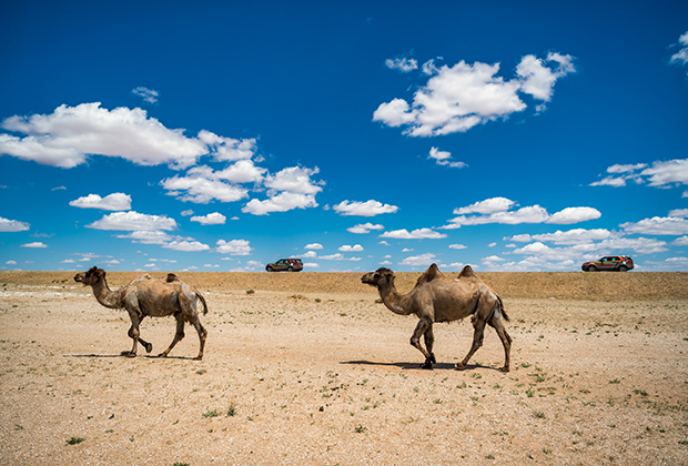 Странствующие верблюды в пустынях Монголии