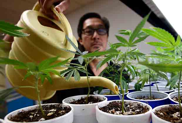 Марихуана азии первые ростки марихуаны