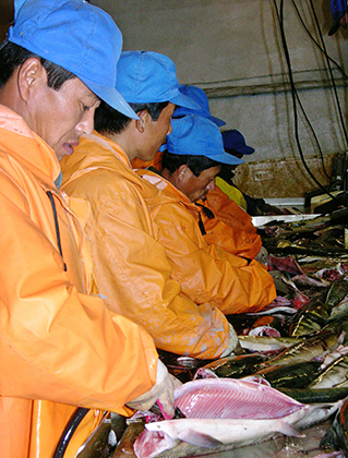Рабочие из КНДР не только подметают улицы и заняты в строительстве, но и работают на рыбоперерабатывающих заводах. Например, на предприятии «Тунайча» на Сахалине.
