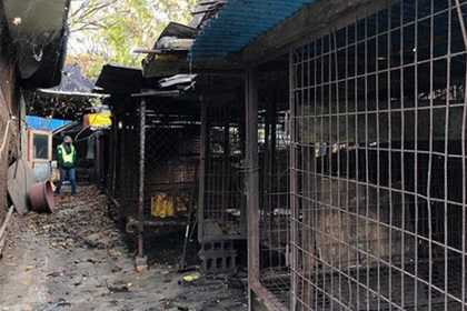 В Южной Корее закрыли крупнейшую скотобойню для собак