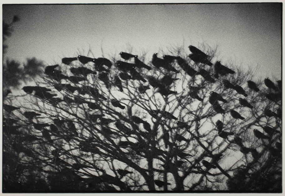 Серия «Вороны» (множественное от «ворон», а не «ворона») в оригинале называется «Одиночество ворона» — и именно эти монохромные, мрачные снимки завоевали Фукасэ репутацию радикального фотографа.
