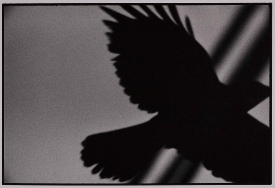 Фукасэ использовал птицу как метафору своего одиночества. Позже, в 1982 году, он даже говорил, что сам «стал вороном». Спустя несколько десятков лет альбом «Вороны» признали лучшей фотокнигой всех времен.