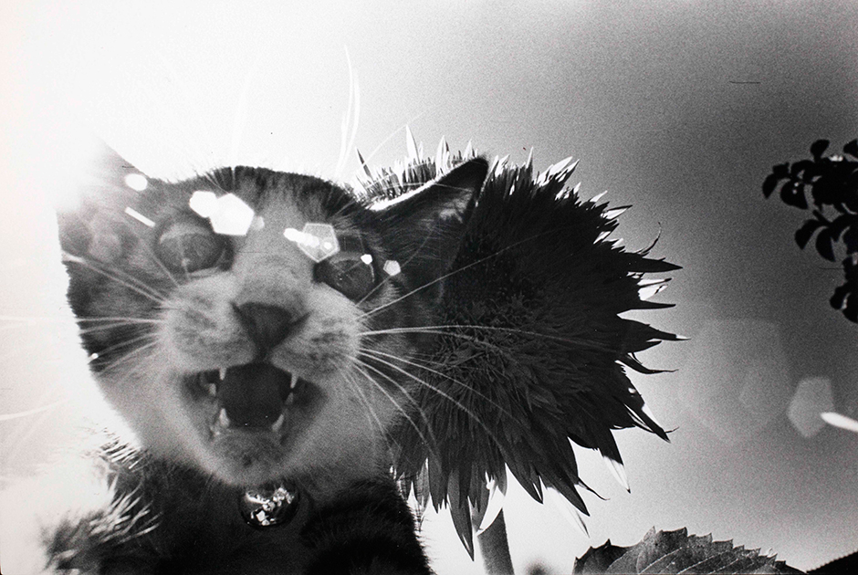 «Все 40 лет моей жизни вокруг меня все время мельтешил кот, преследуя меня, как тень», — говорил Фукасэ. В 1977 году он взял котенка, назвав его Саскэ в честь ниндзя-персонажа из манги.
