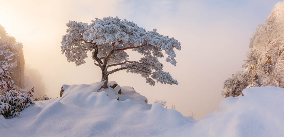 Победитель в абсолютном зачете среди фотографов-любителей Натаниэль Мерц из Южной Кореи. «Я влюбился в напоминающие бонсай сосны с тех пор, как я начал исследовать горы в Корее. Дерево на фото — одно из моих любимых из-за его высоты, благородной формы и того, что оно расположено на утесе. Оно красиво в любое время года, но особенно хорошо зимой, когда оно слегка припорошено снегом, как в то утро, когда я сделал этот кадр», — рассказал о снимке сам Мерц. 