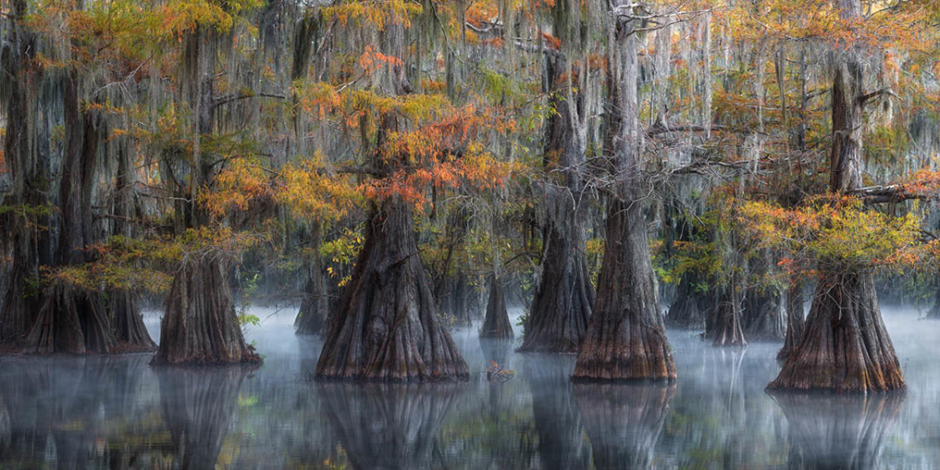 Заявленный в категории «Открытый пейзаж» снимок окутанных туманом деревьев был сделан Дэвидом Томпсоном на одном из болот юга США. 