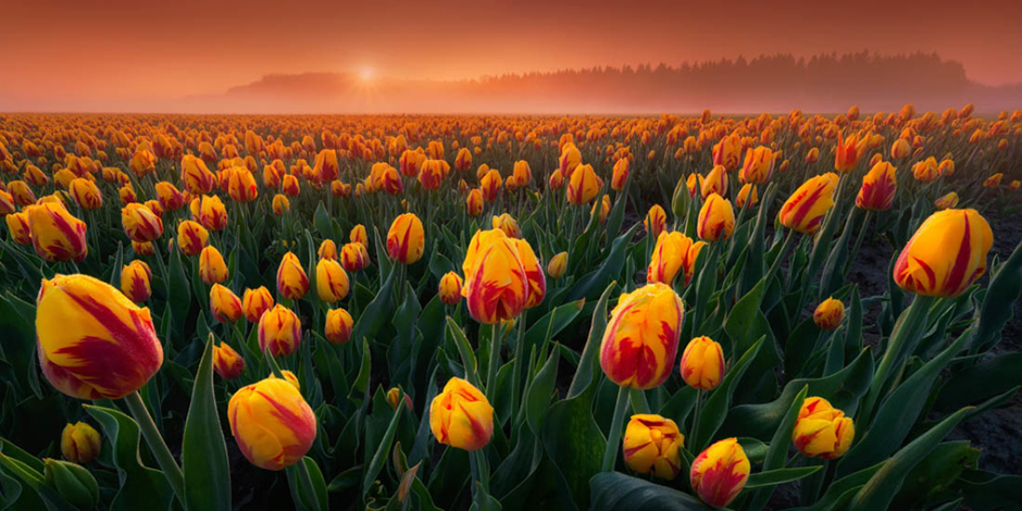 Цветной ковер тюльпановых полей в Нидерландах от Альберта Дроса.  