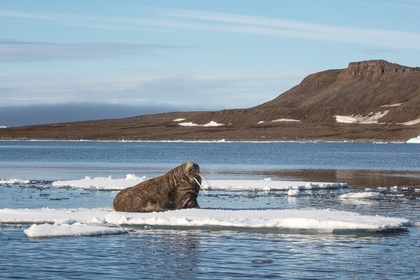Почти истребленные моржи приплыли к берегам России спустя столетия