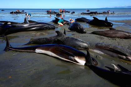 В Новой Зеландии 145 дельфинов-самоубийц выбросились на берег