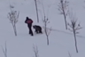 Житель Прокопьевска гуляет с медведем