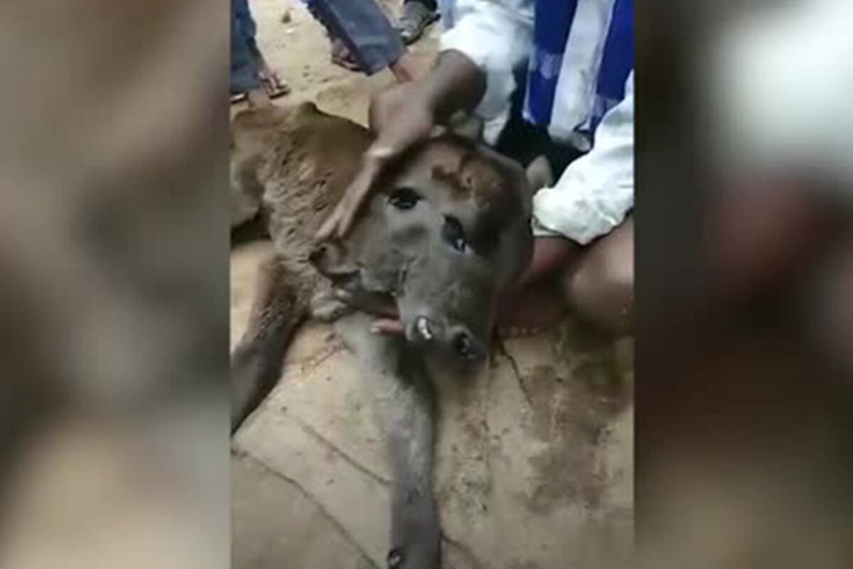2019 год - Жуткое видео: в Индии родился теленок с лицом человека 2019 год - Жуткое видео: в Индии родился теленок с "лицом человека" | Golbis
