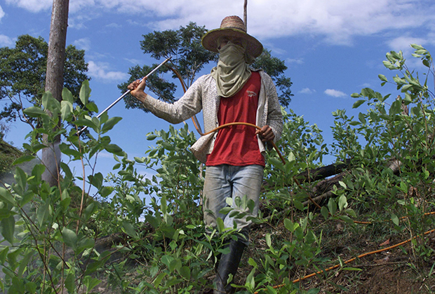 Фермер распыляет пестициды на плантации коки