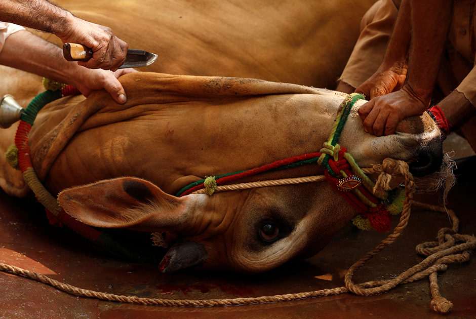 Пакистанец собирается перерезать горло корове в честь праздника Курбан-байрам.