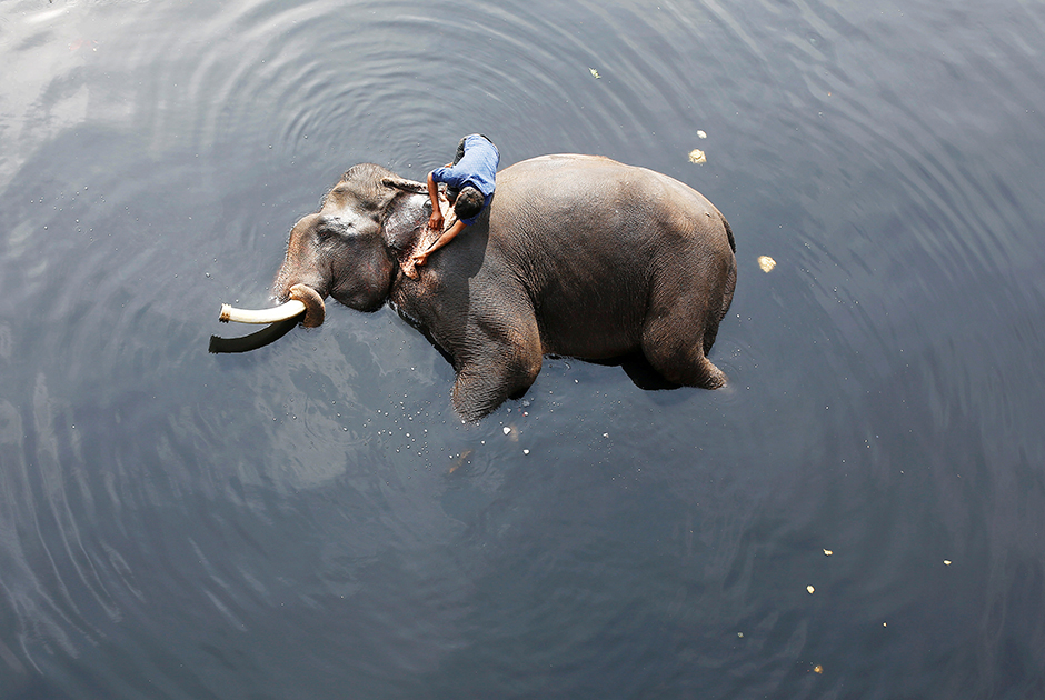 Погонщик слонов купает одного из них в грязных водах реки Ямуна в Нью-Дели, Индия.
