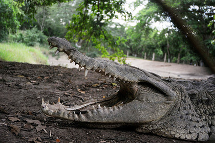 В желудке крокодила-людоеда нашли останки девушки и рыбака