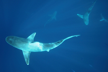 Вооруженный рыбак дал отпор двухметровой акуле
